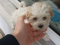 Kurumsal poodle çiftliğinden f2 maltipoo bebekler