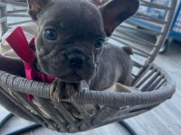 Tiger Renk Mükemmel Görsel French Bulldog