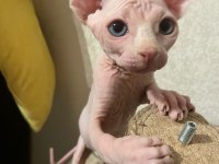 Sphynx kitten pet consultant listing