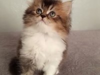 2 aylık british longhair yavrular sahiplerini bekliyor