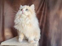 Krem British Longhair Oğluş