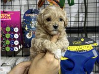 Maltipoo Bebekler