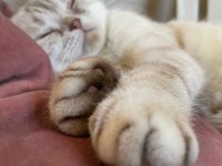 Acil scottish fold