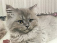 BRİTİSH LONGHAİR YAVRUMUZ