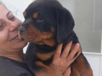 A Şecere Türkiye Grand Şampiyonu Rottweiler Yavruları