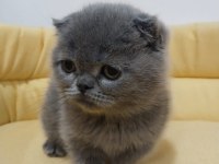 Kaliteli kediler british shorthair