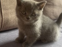 12 Eylül Doğumlu Scottish Straight Dik Kulak Yavrular