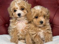 Ankaranın en seçkin maltipoo yavruları