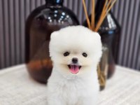 Pomeranian boo safkan köpeğimiz