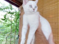 2 dişi 3 erkek 55 günlük yavru british shorthair bebekler