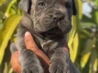 A scrli anne babadan cane corso yavrular kapıda ödeme