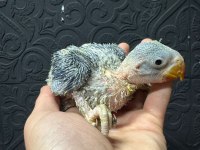 30 günlük alexander papağanı bebekler