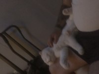 Oyuncul akıllı ve uslu scottish fold