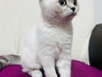 Yavru british shorthair kedilerimiz sahiplendirilecek