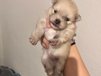 POMERANİAN BOO TEDDY BEAR