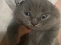 Scottish fold son dişi yavru Antalya