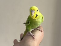 Bebek Muhabbet Kuşlar Yeni Yeme Düşmüş