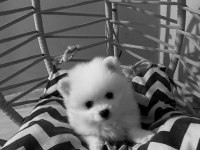 Yeni yuvasını arayan dişi ve erkek pomeranian