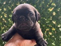 Pug mola yavrular 0-3 aylık