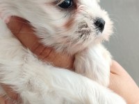 Minimal Terrier Kızlar