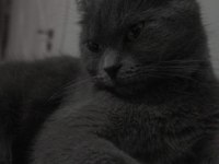 British Shorthair 1 Yaşında