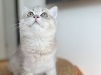 British longhair erkek