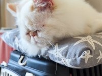 EXOTİC SHORTHAİR KEDİMİ SAHİPLENDİRMEK İSTİYORUM