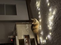 British shorthair 1 yaşında