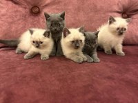 2 aylık yavru british shorthair