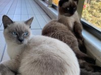 1,5 yaşında erkek kısır british shorthair