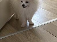 Pomeranian dişi beyaz