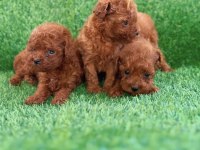 Teacup Kore Poodle Yavrular