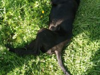 5-6 aylık labrador ücretsiz sahiplendirme