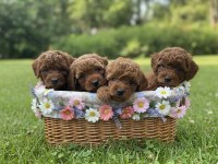 MİNİK POODLE YAVRULAR İÇİN ULAŞABİLİRSİNİZ