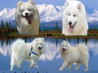 KIF/FCI ŞECERELİ MÜKEMMEL KALİTE SAMOYED YAVRULAR