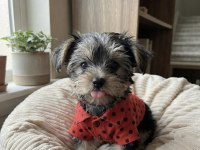 Yorkshire Terrier Yavruları