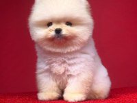 SAFKAN POMERANİAN BOO YAVRULARIMIZ