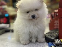 Erkek 60 günlük pomeranian
