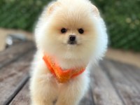 Pomeranian yavrular