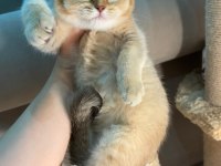 British shorthair golden dişi
