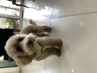 Poodle ayarında maltipoo