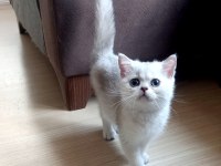 British Shorthair Silver Dişi Ve Erkek Yavrular