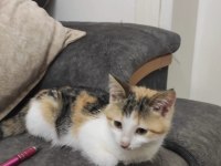 Kedi Sahiplendirme (2 veya 1 Kedi)