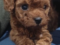 Oyuncak boy toy poodle bebekler