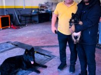 Solid black siyah alman çoban köpeği