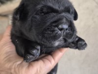 Cane Corso Yavru Köpekler