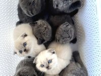 Scottish fold birbirinden tatlı yavrular