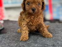 Minik prenses ve prens toy poodle yavrularım