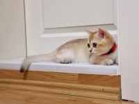 British Shorthair Ny11 Dişi ve Erkek Yavrular