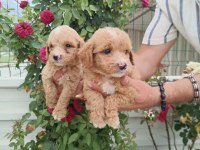 MALTİPOO SAĞLIK GARANTİLİ YAVRULAR